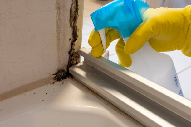 Best Fast Mold Removal  in Lake Geneva, WI