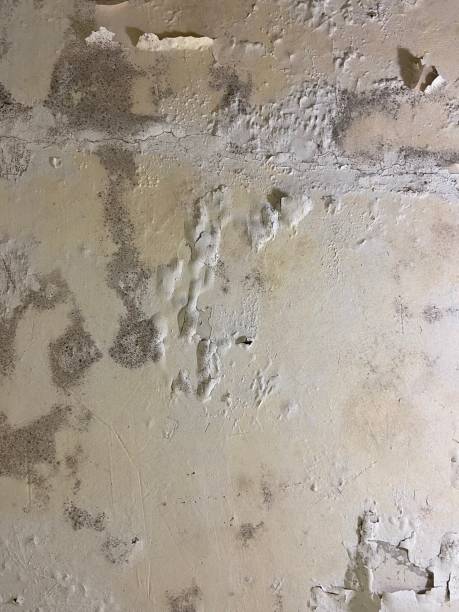 Best Home Mold Removal  in Lake Geneva, WI