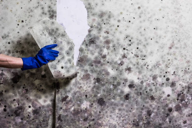 Best Mold Testing  in Lake Geneva, WI