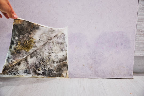 Best Mold Damage Repair  in Lake Geneva, WI